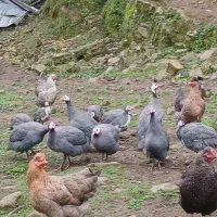 شاخدار نر ماده سالم سر حال|حیوانات مزرعه|ماکلوان, |دیوار