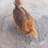 جوجه خروس