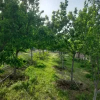 فروش-زمین-از3-هکتارتا100-هکتار