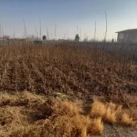 باسلام خدمت باغداران کشاورزان عزیز تعداد ۴۰۰۰گردو|خدمات باغبانی و درختکاری|چناران, |دیوار