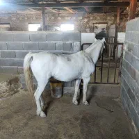 اسب فلابلا وپونی