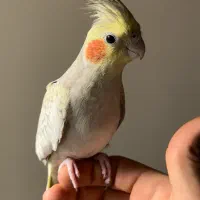 عروس هلندی|پرنده|شیراز, آبیاری|دیوار