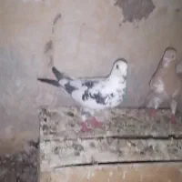 شیشتا کفتر دونه 250 دوکت گلی ابلغ شهری بزک