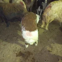 بره