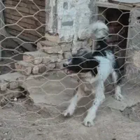 واگذاری سگ  بومی