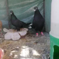 کبوتر دمی سیا و زاغ دم سفید