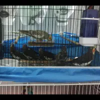 عروس هلندی و مرغ عشق