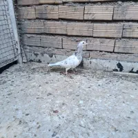 کبوتر|پرنده|بیرجند, |دیوار