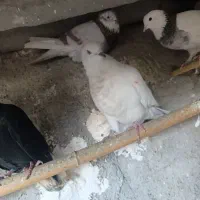 کفتر رنگی زینتی