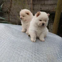 توله چاو چاو|سگ|سنگر, |دیوار