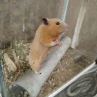 جفت همستر 190