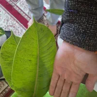 گلدان فیکوس ابروبادی|گل و گیاه طبیعی|شاهینشهر, نسیم ۵|دیوار