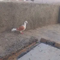 کبوتر|پرنده|سنندج, |دیوار