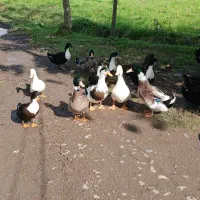 اردک نر وماده|حیوانات مزرعه|سنگر, |دیوار