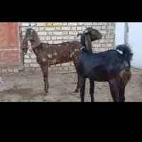 بزغاله ماده|حیوانات مزرعه|کاشمر, |دیوار