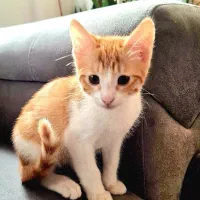 واگذاریه گربه dsh سفید نارنجی نر 2ماهه