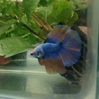 ماهی فایتر نر آماده جفت گیری|ماهی|تهران, خلیج فارس|دیوار