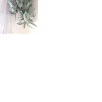 فروش گل