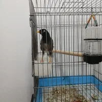 مرغ مینا سخنگو و باهوش