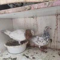 هفرنگ پرنده