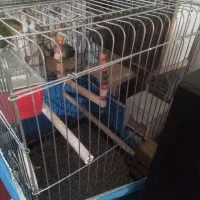 طوطی برزیلی