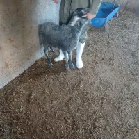 گوسفند نر|حیوانات مزرعه|شاهدشهر, |دیوار