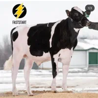 تلقیح مصنوعی گاو