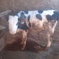 ۲راس گوساله نر سیمینتال