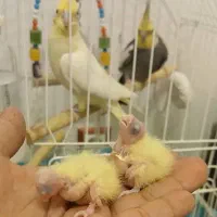 دوجفت عروس هلندی|پرنده|رفسنجان, |دیوار