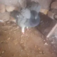 قره سبز
