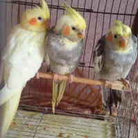 جوجه عروس هلندی