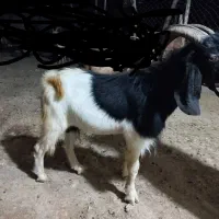 بره و کهره نر