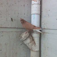 کبوتر رنگی|پرنده|شوشتر, |دیوار