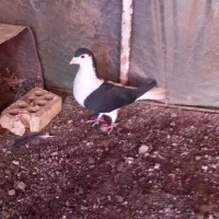 کبوتر چپ سیاه نر پرشی|پرنده|سبزوار, قصبه شرقی|دیوار