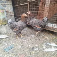 مرغ ویاندوت وگلین|حیوانات مزرعه|شیراز, رکن‌آباد|دیوار