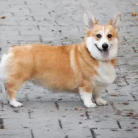 ولش کورگی|سگ|تهران, پردیسان|دیوار