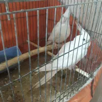 عروس هلندی آلبینو