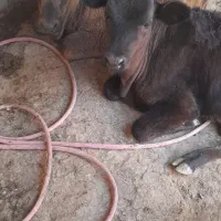 شش تا گاو گوساله بومی|حیوانات مزرعه|ماهنشان, |دیوار