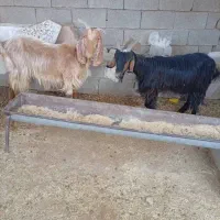 سه عدد بز|حیوانات مزرعه|مسجد سلیمان, |دیوار