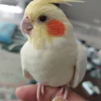 فروش عروس هلندی ماده