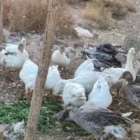 غاز جوان محلی|حیوانات مزرعه|شیراز, دودمان|دیوار