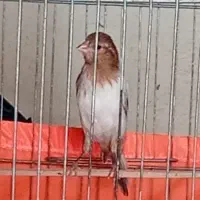 قناری نر ابلغ بخون با قفس