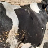 چاق چاق چاق
