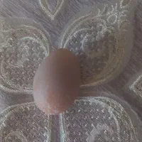 فروش عمده تخممرغ بومی