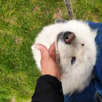 سگ سامویید ماده