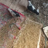 جفت چپ فروشی