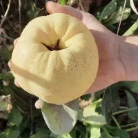 میوه به پیش فروش به سر درخت درجه یک