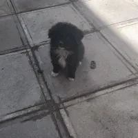 سگگ