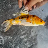 انواع ماهی کوی