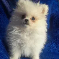 سگ پامر پامرانین پامرین